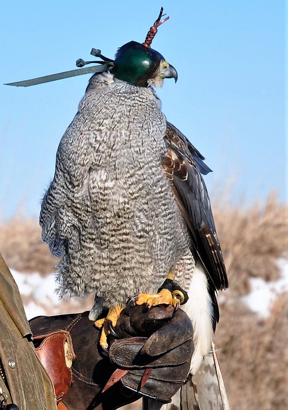 Hooded goshawk